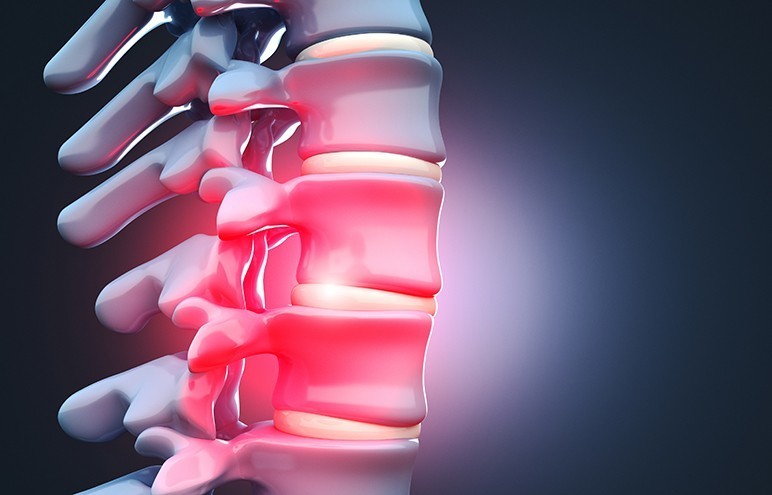 invertebral disc, disc function