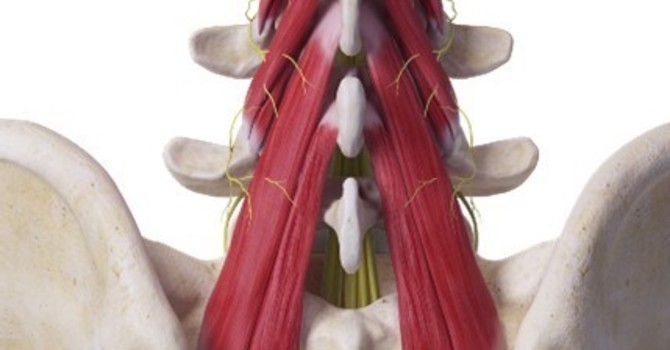 The Multifidus Muscles and Their Role in Your Back Pain